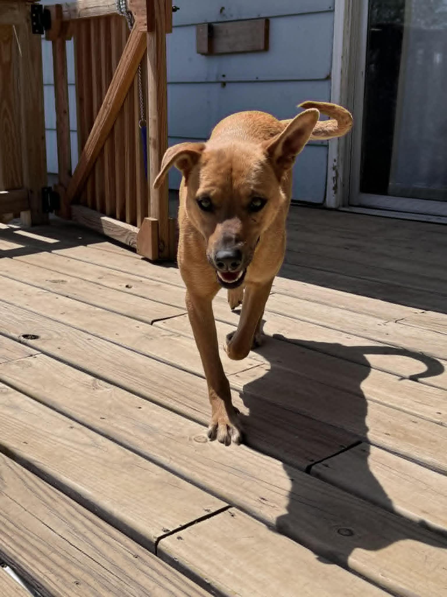 Enlarge Goldie, a ADOPTABLE mixed breed in Manhattan, KS image 3/4