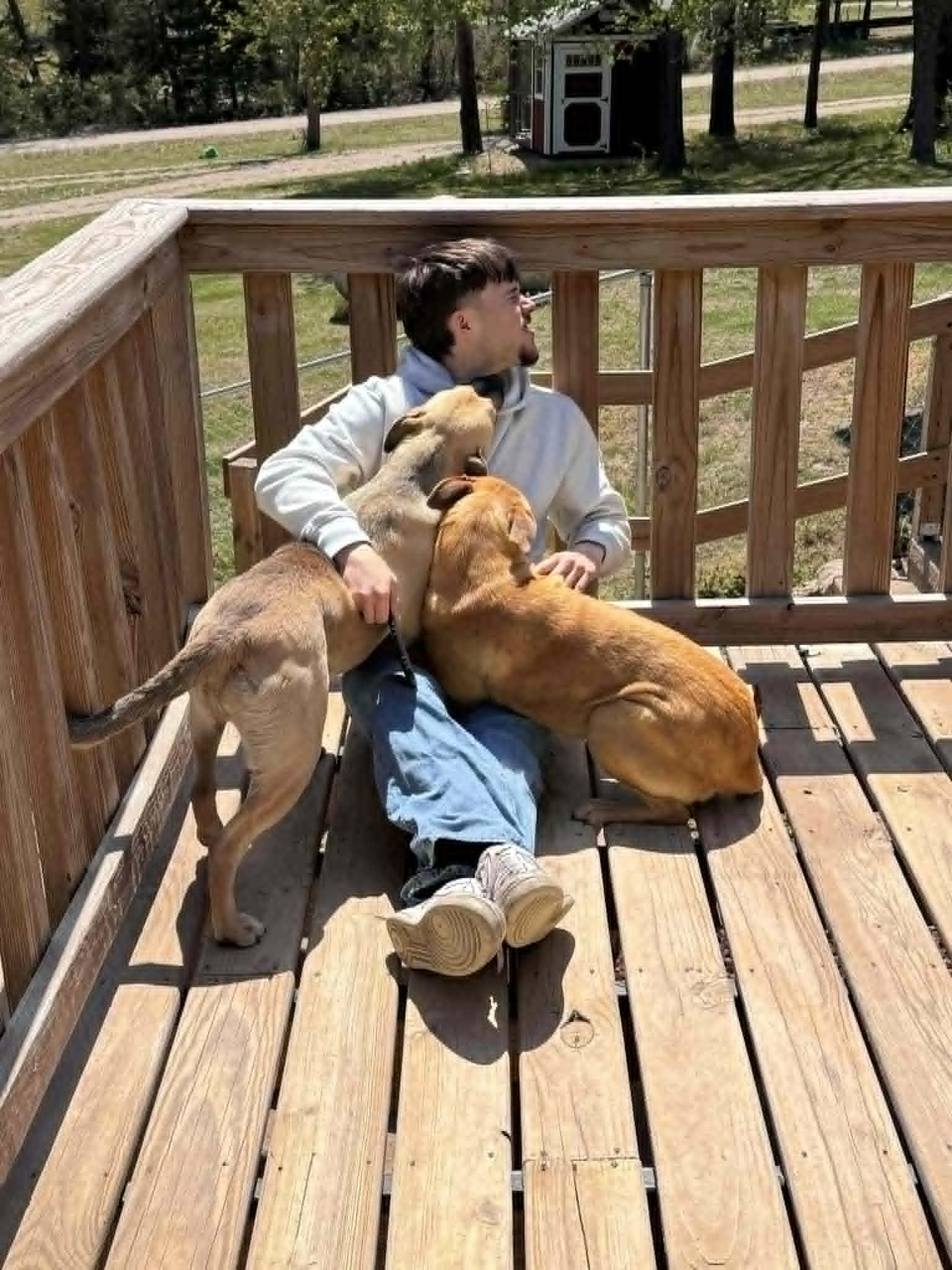 Enlarge Goldie, a ADOPTABLE mixed breed in Manhattan, KS image 4/4