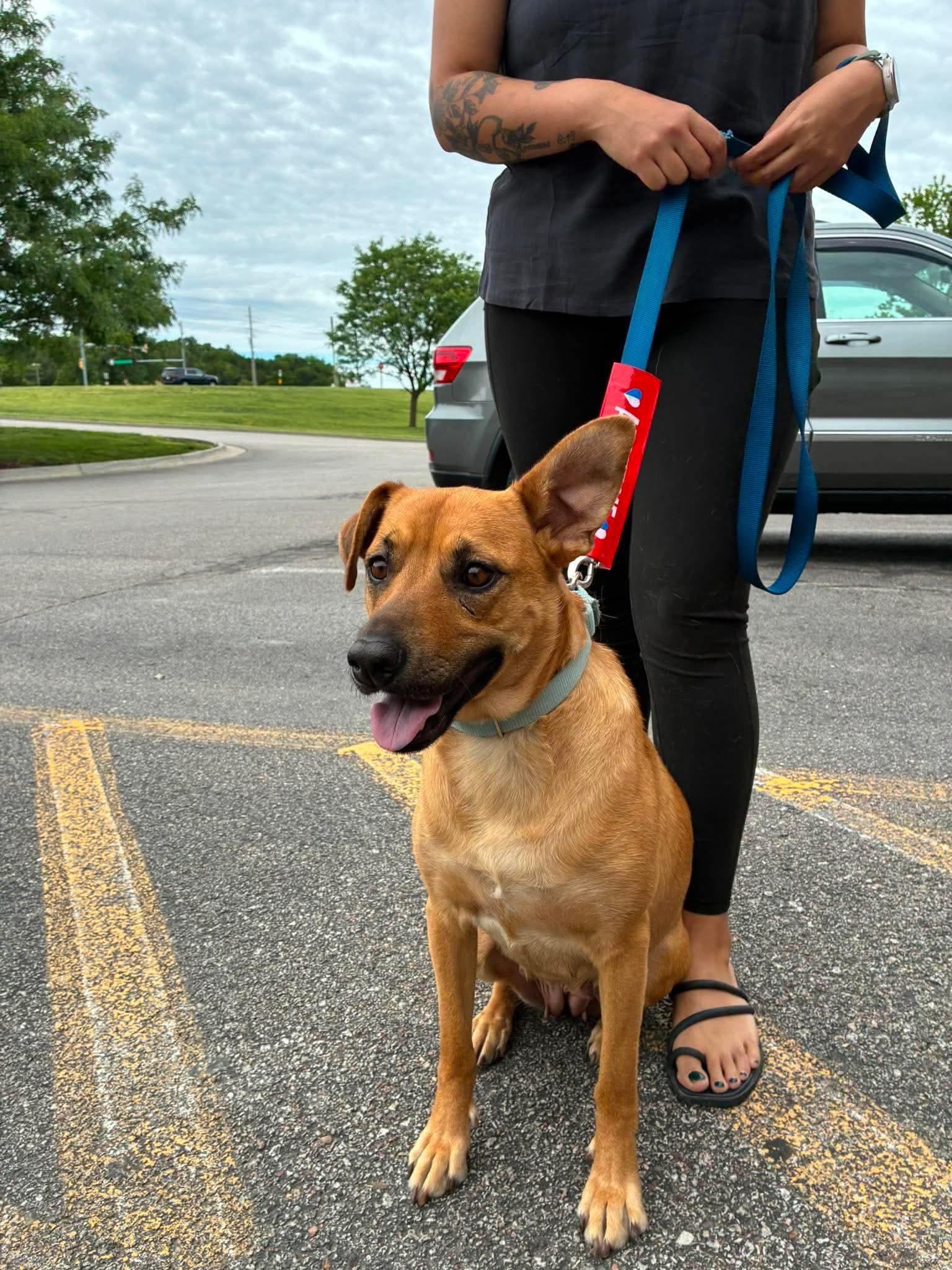 Goldie, ADOPTABLE, Young Female Shepherd.
