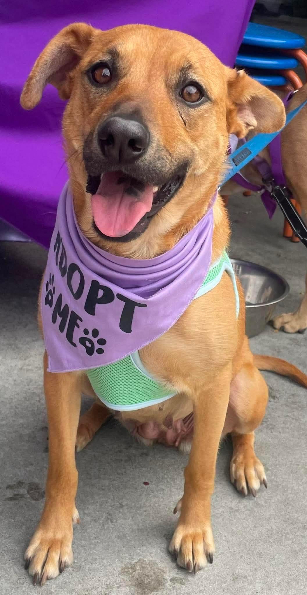 Goldie, a ADOPTABLE mixed breed in Manhattan, KS image 1/6
