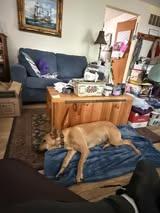 Goldie, a ADOPTABLE mixed breed in Manhattan, KS image 4/6