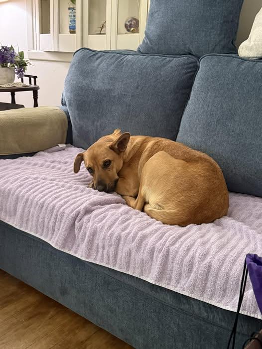 Goldie, ADOPTABLE, Young Female Shepherd.
