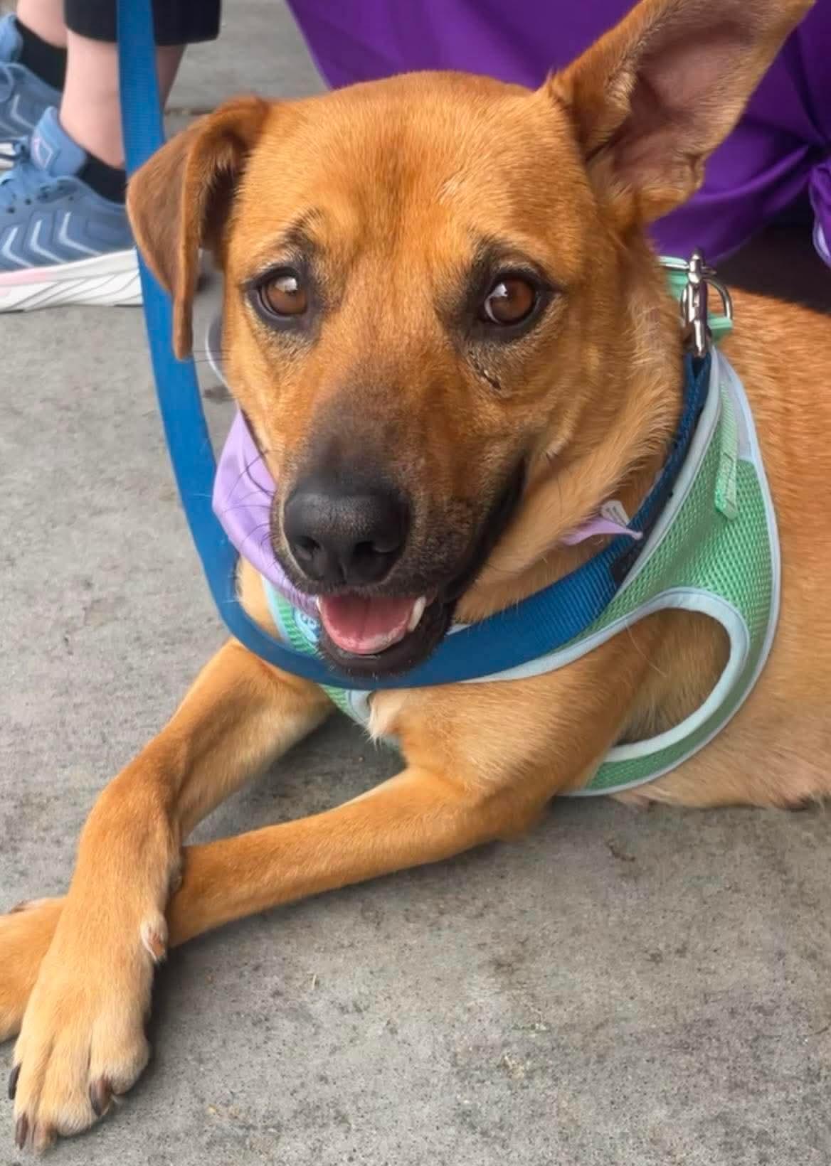 Goldie, a ADOPTABLE mixed breed in Manhattan, KS image 2/6