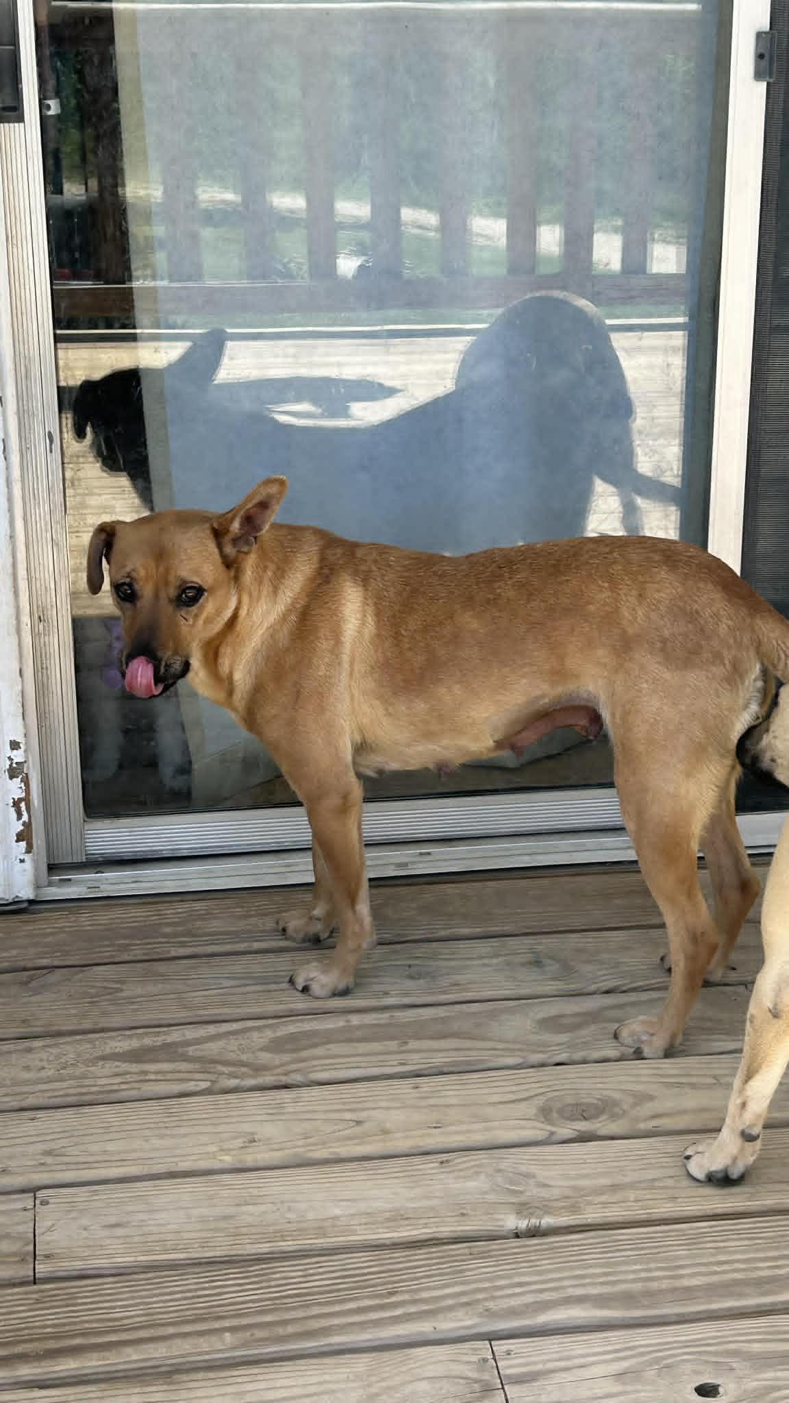 Goldie, ADOPTABLE, Young Female Shepherd.