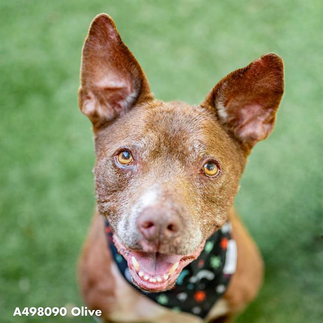 OLIVE, Adoptable, Senior Female American Staffordshire Terrier.