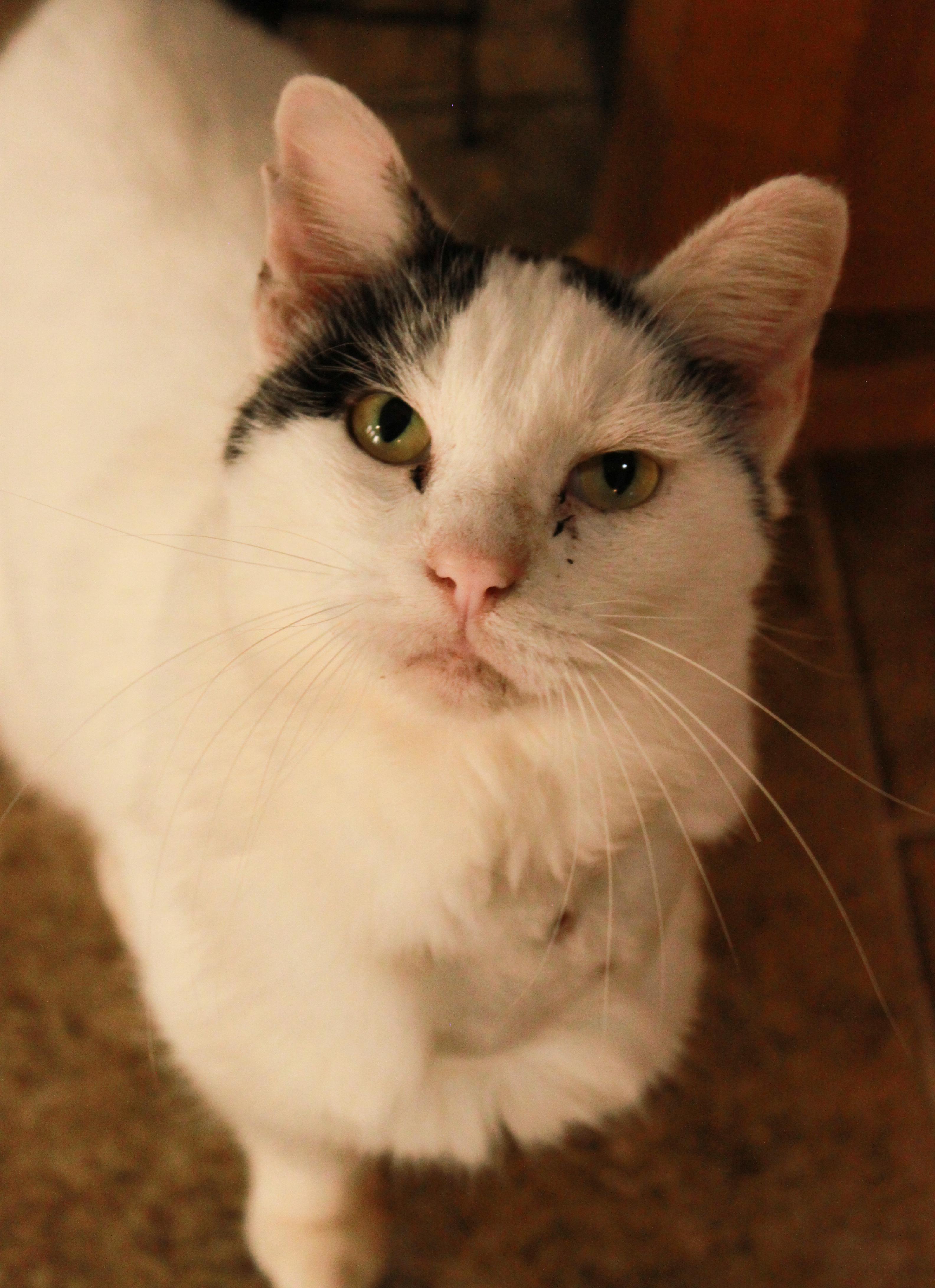Henry, Adoptable, Adult Male Domestic Short Hair.