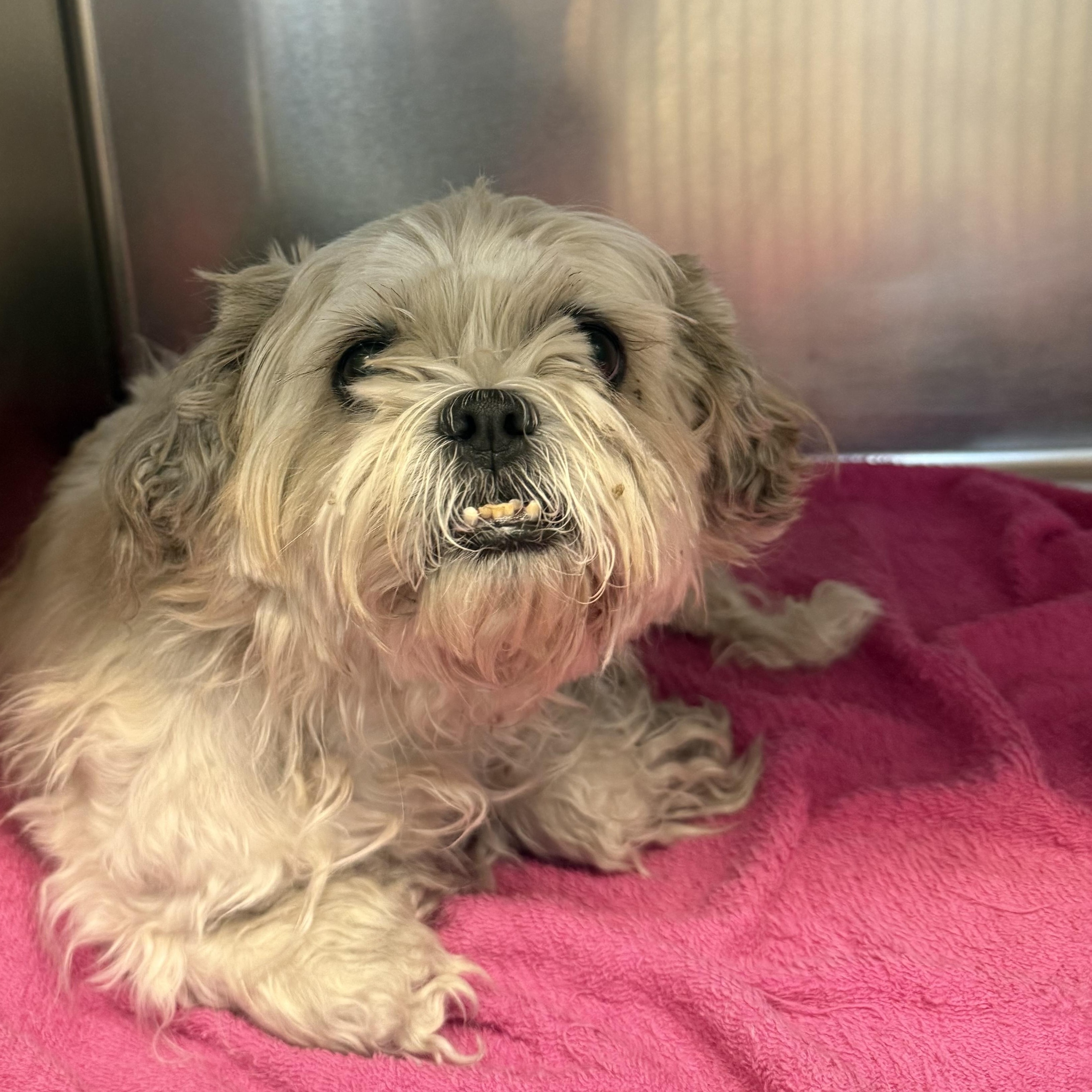 Enlarge Saydee, a Adoptable Shih Tzu in Las Vegas, NV image 2/3