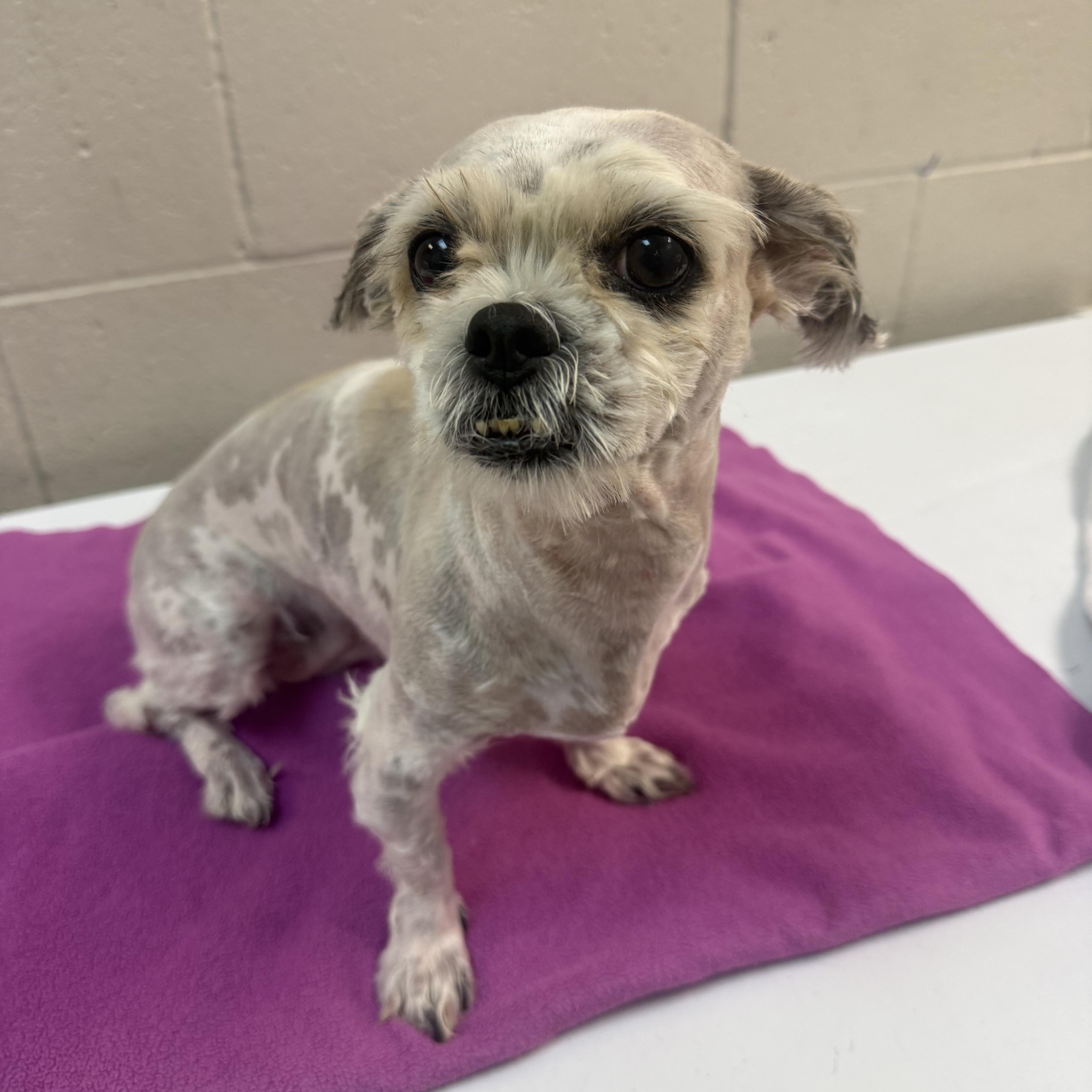 Enlarge Saydee, a Adoptable Shih Tzu in Las Vegas, NV image 3/3