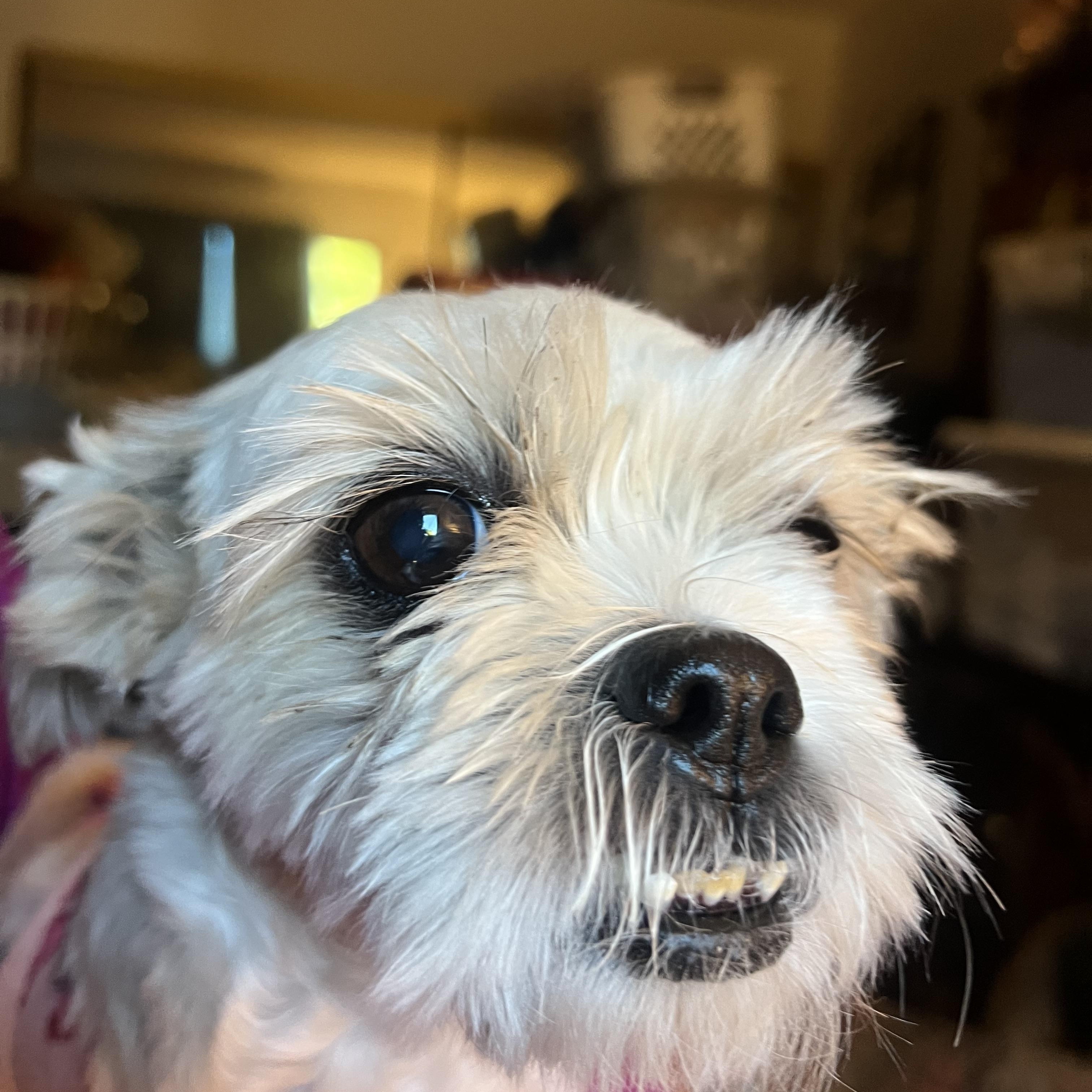 Enlarge Saydee, a Adoptable Shih Tzu in Las Vegas, NV image 1/3