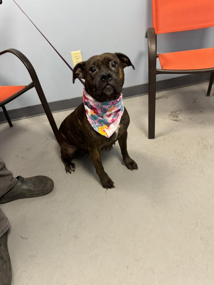 Izzy, Adult Female Terrier