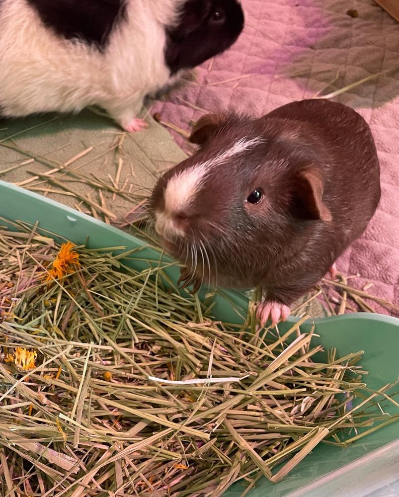 Enlarge Chipper and Theo, Guinea Pigs in Gainesville FL, a Adoptable mixed breed in Gainesville, FL image 1/3