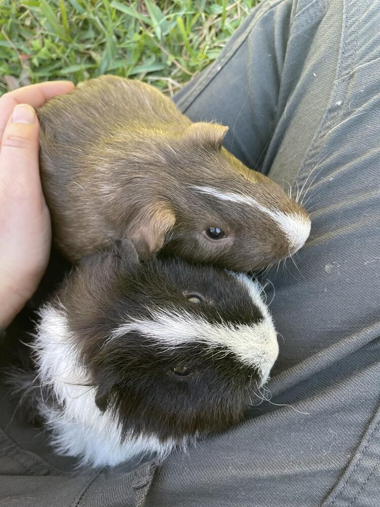 Enlarge Chipper and Theo, Guinea Pigs in Gainesville FL, a Adoptable mixed breed in Gainesville, FL image 2/3
