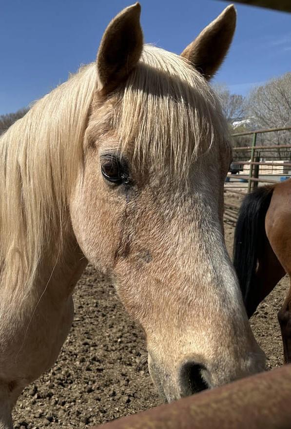 HUCK - Gelding/Palomino/Grade/Project, Adoptable, Adult Male Grade.