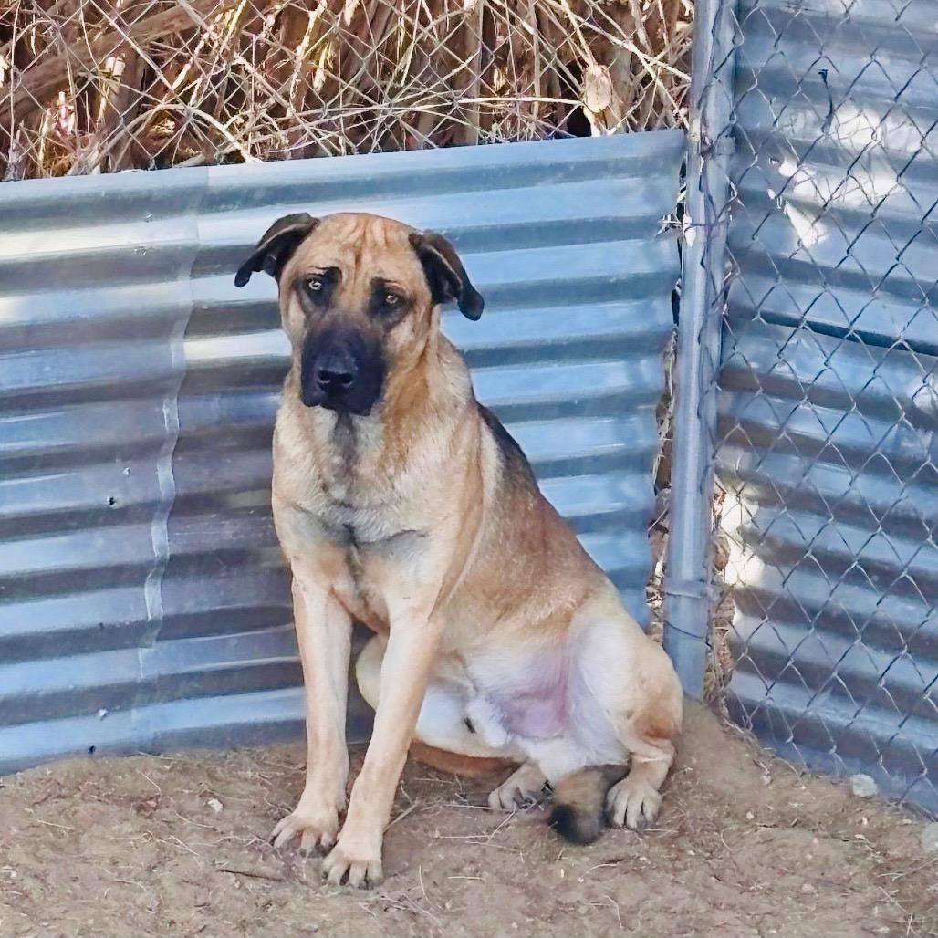 Enlarge BOONE, a ADOPTABLE mixed breed in Joshua Tree, CA image 1/2