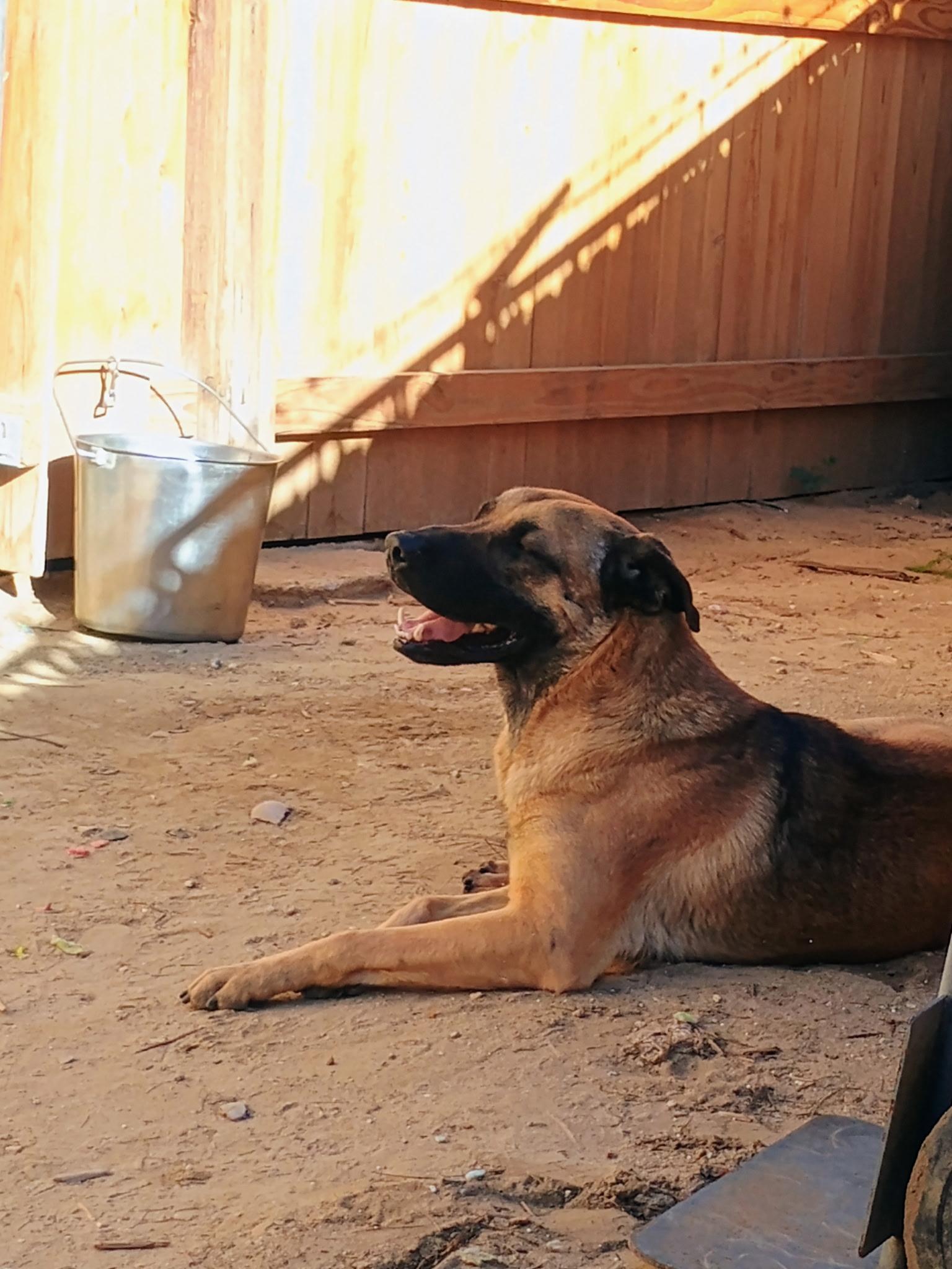 Enlarge BOONE, a ADOPTABLE mixed breed in Joshua Tree, CA image 2/2