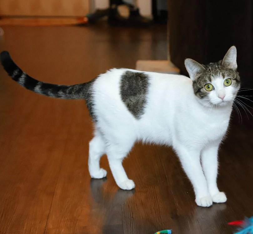 Willow Greene, Adoptable, Adult Female Domestic Short Hair.