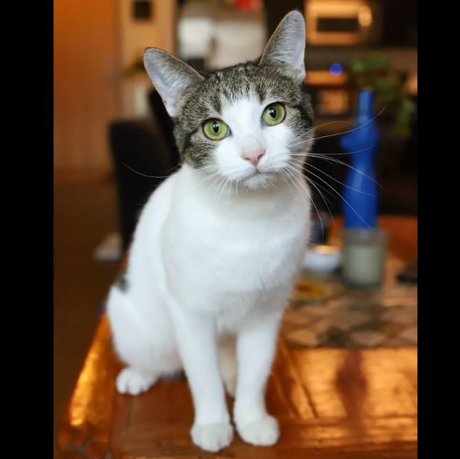Willow Greene, Adoptable, Adult Female Domestic Short Hair.