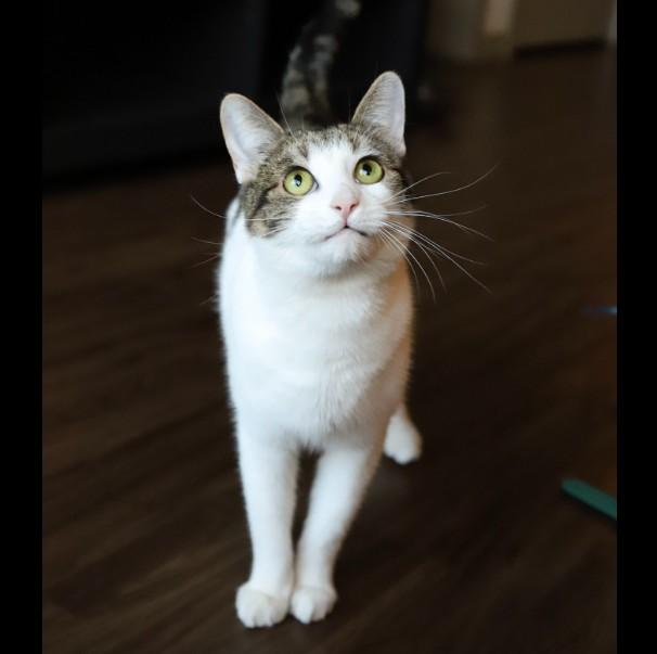 Enlarge Willow Greene, a Adoptable Domestic Short Hair in Denver, CO image 4/6