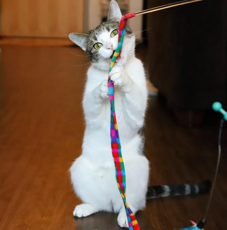 Enlarge Willow Greene, a Adoptable Domestic Short Hair in Denver, CO image 5/6