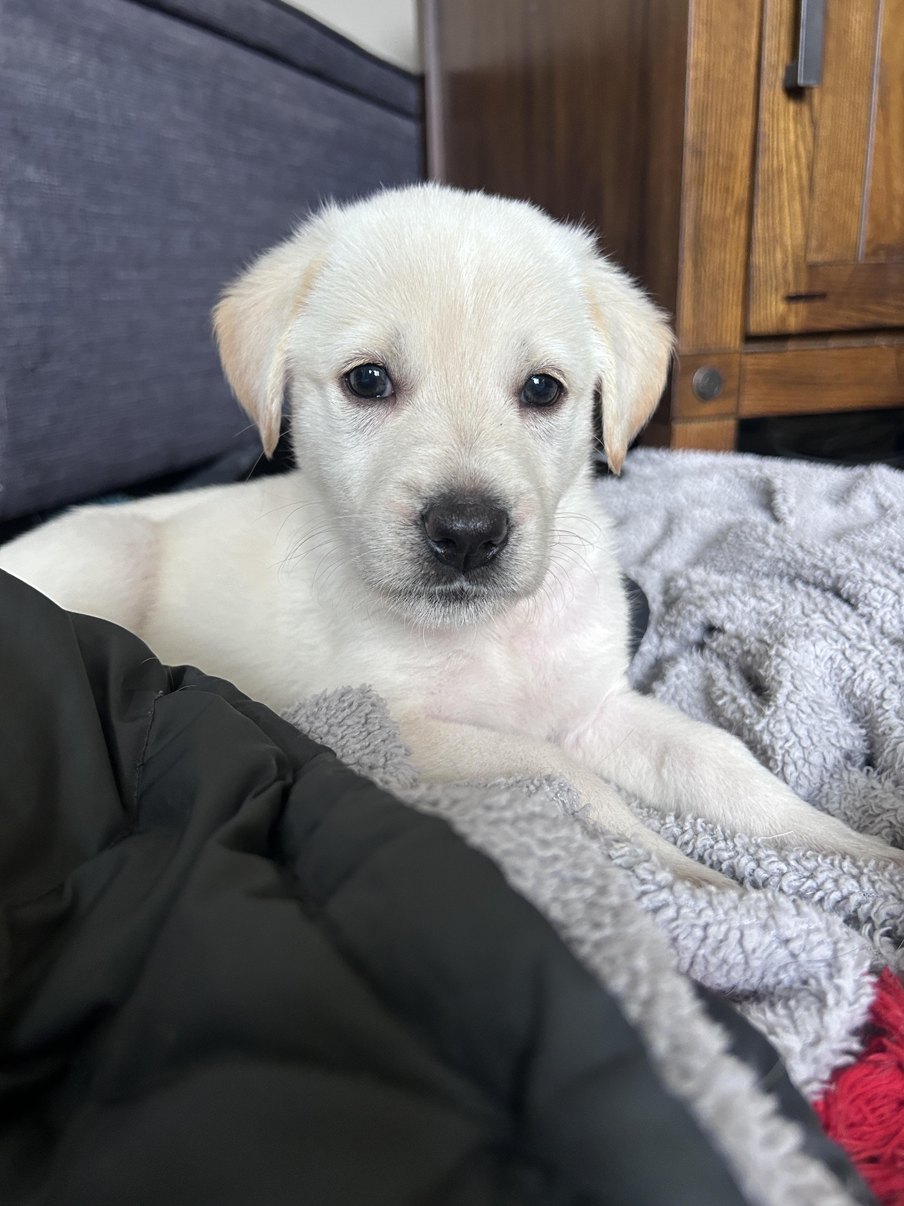 Enlarge Portia, a ADOPTABLE mixed breed in Rochester , NY image 2/4