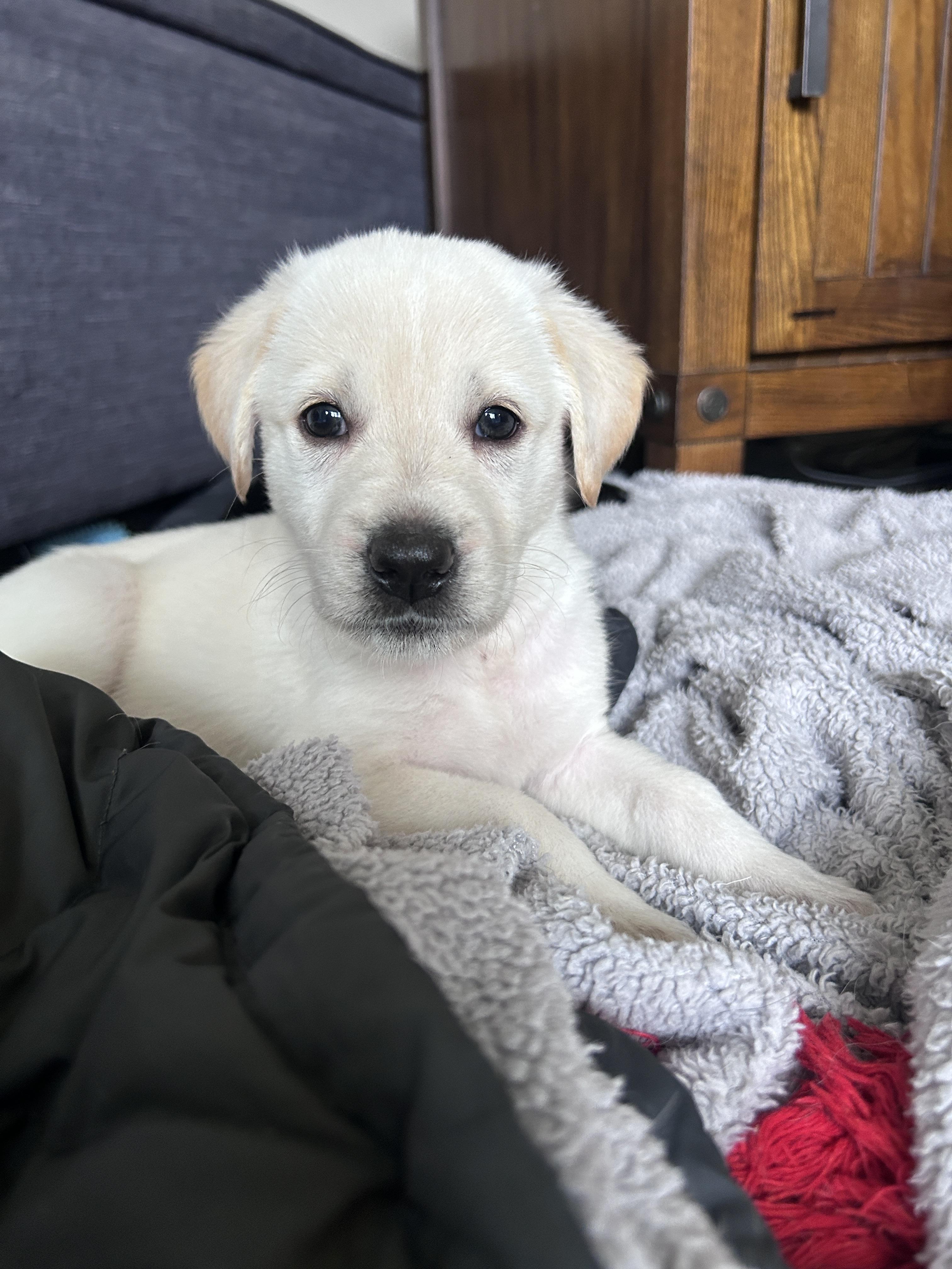 Enlarge Portia, a ADOPTABLE mixed breed in Rochester , NY image 3/4