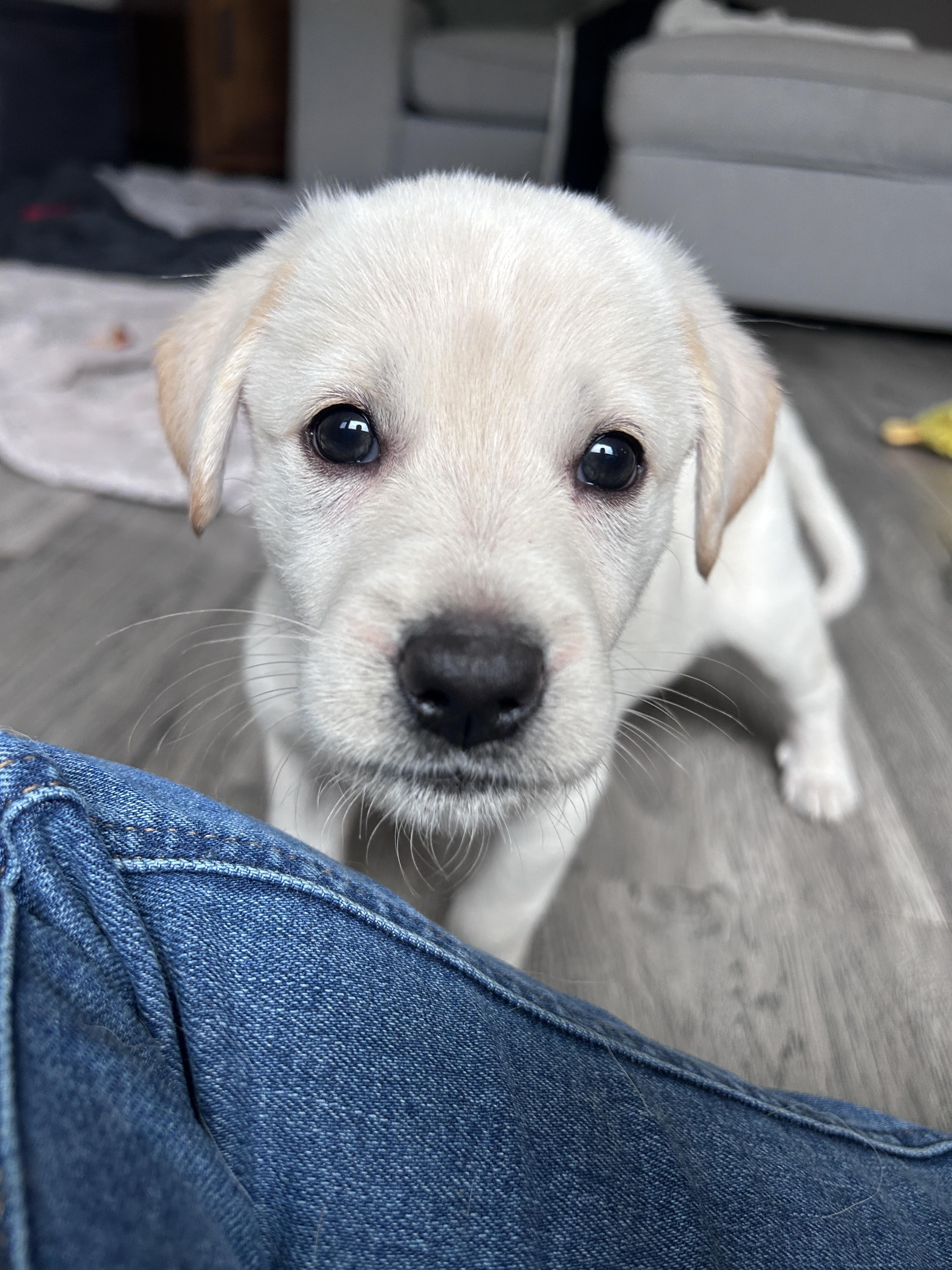 Enlarge Portia, a ADOPTABLE mixed breed in Rochester , NY image 4/4