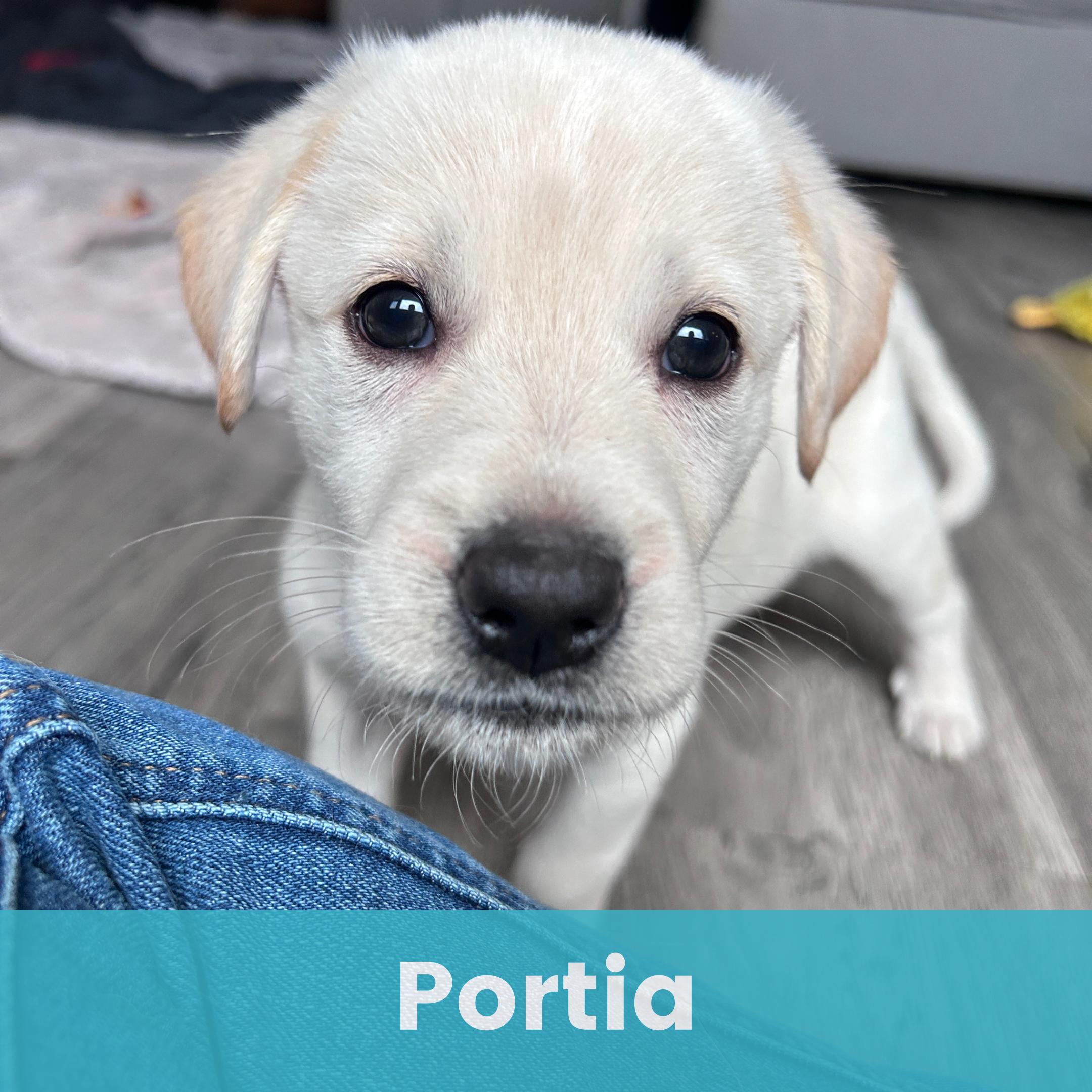 Portia, ADOPTABLE, Puppy Female German Shepherd Dog.
