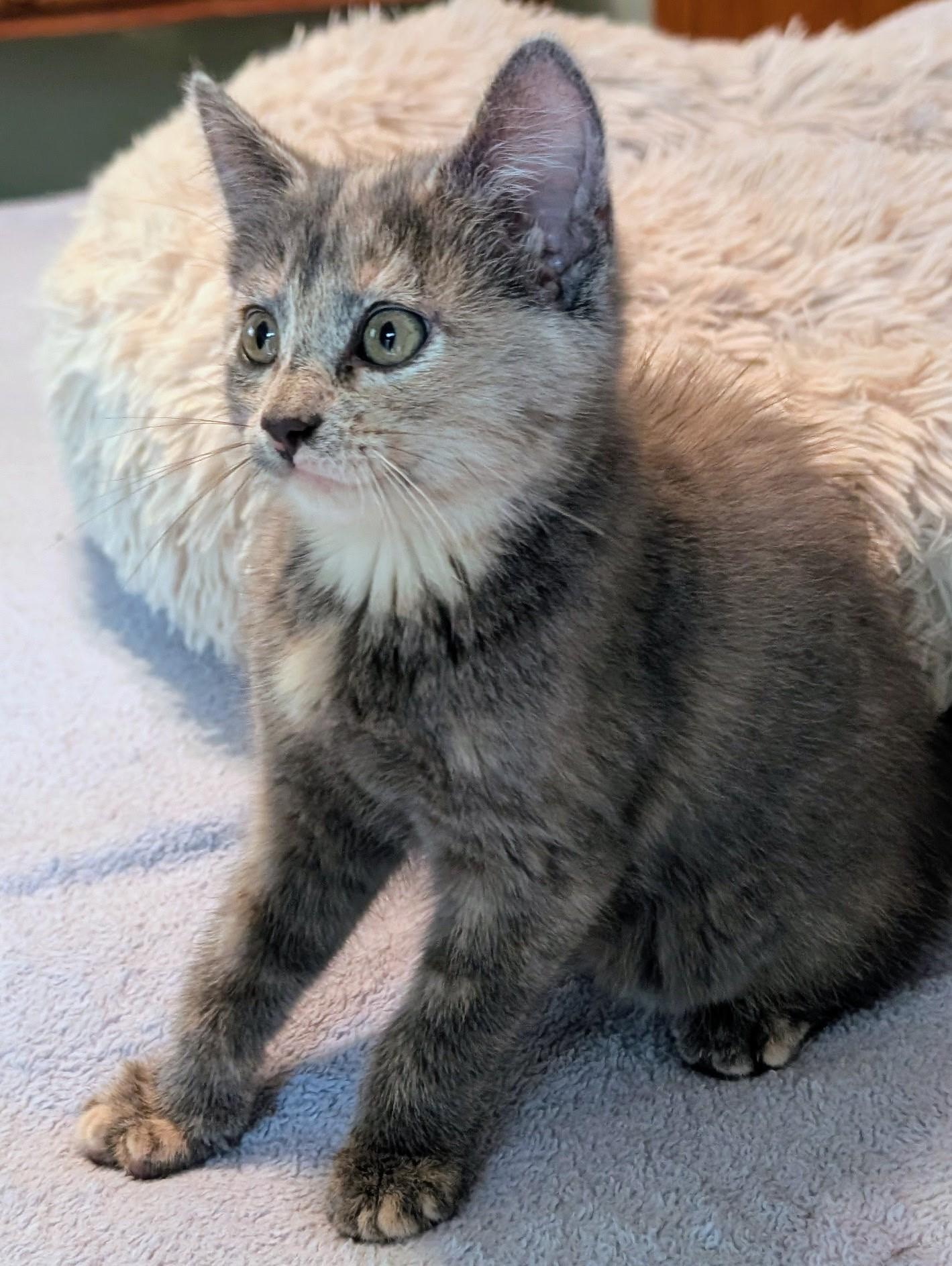 Enlarge Lillie, a Adoptable Domestic Short Hair in River Falls, WI image 3/3