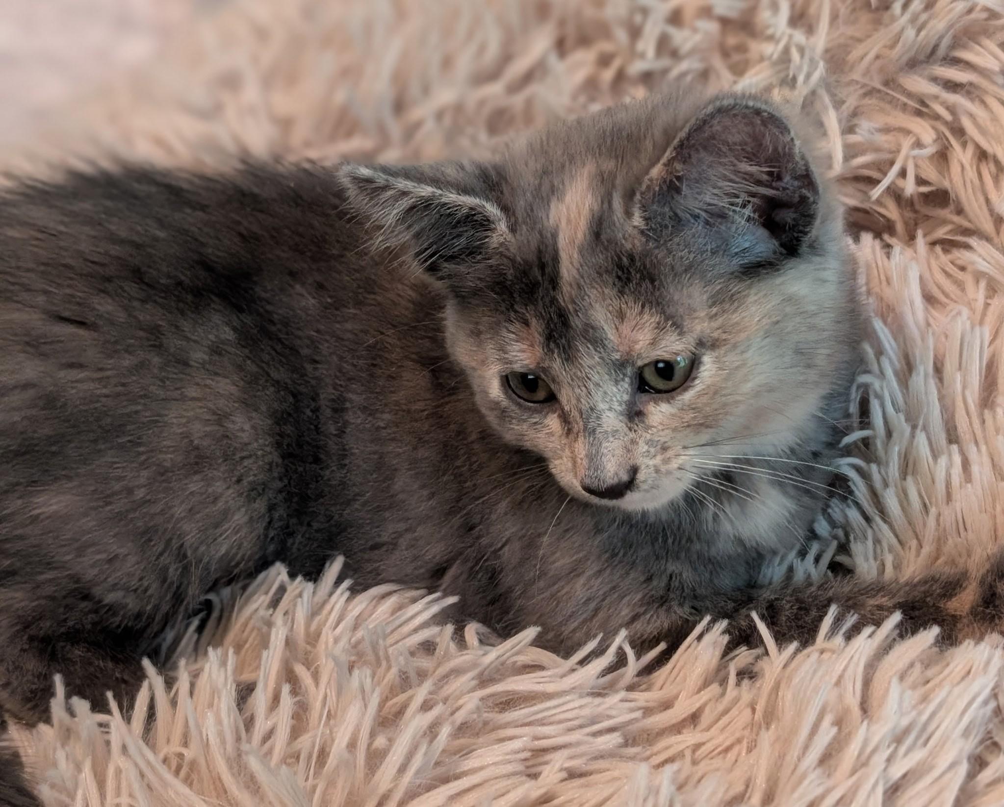 Enlarge Lillie, a Adoptable Domestic Short Hair in River Falls, WI image 1/3