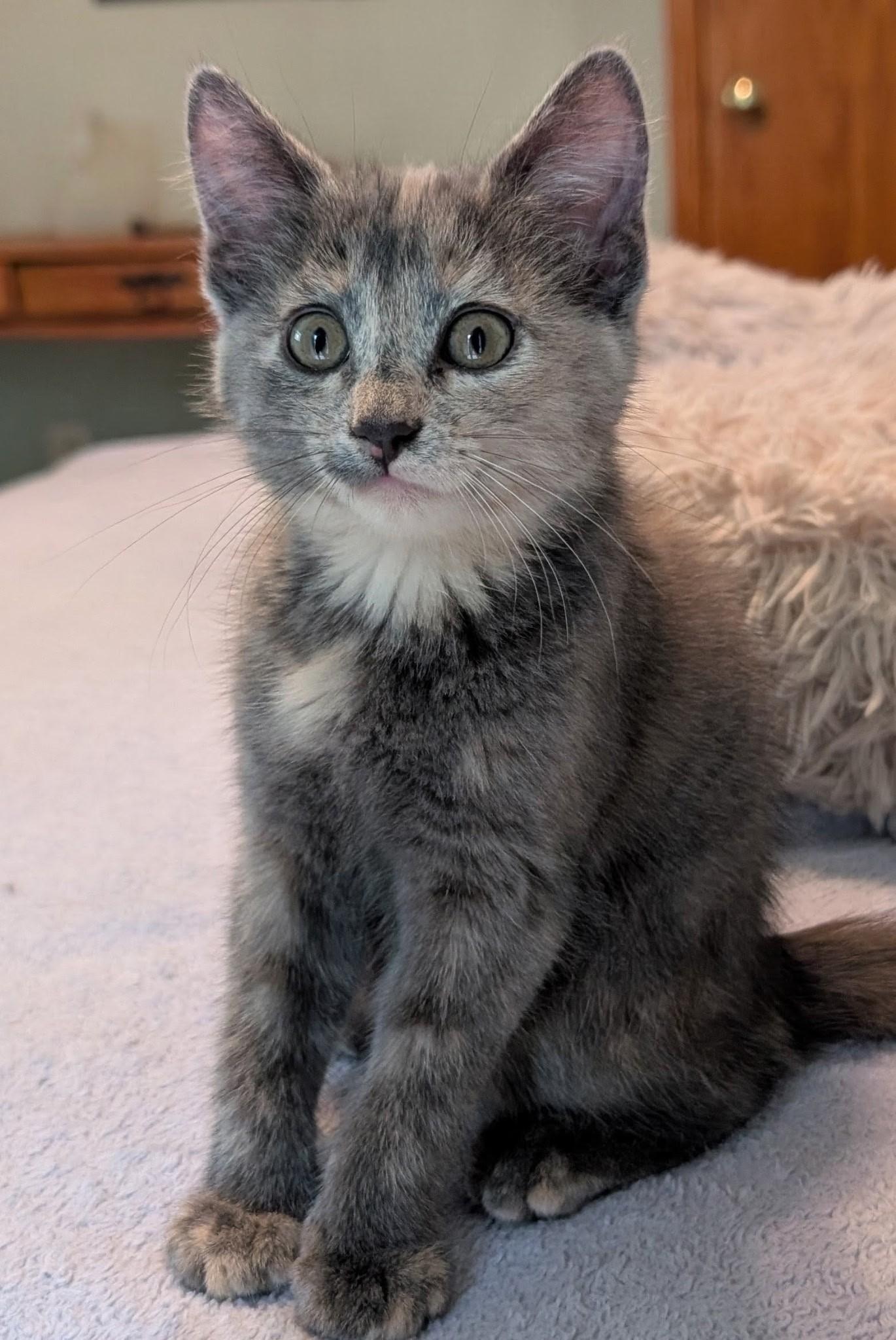 Enlarge Lillie, a Adoptable Domestic Short Hair in River Falls, WI image 2/3