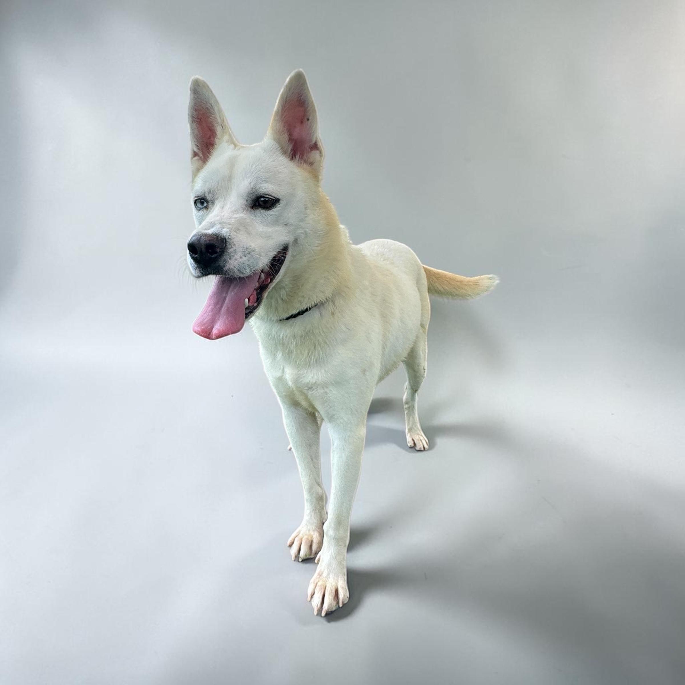 Avery, Adoptable, Adult Female Husky.