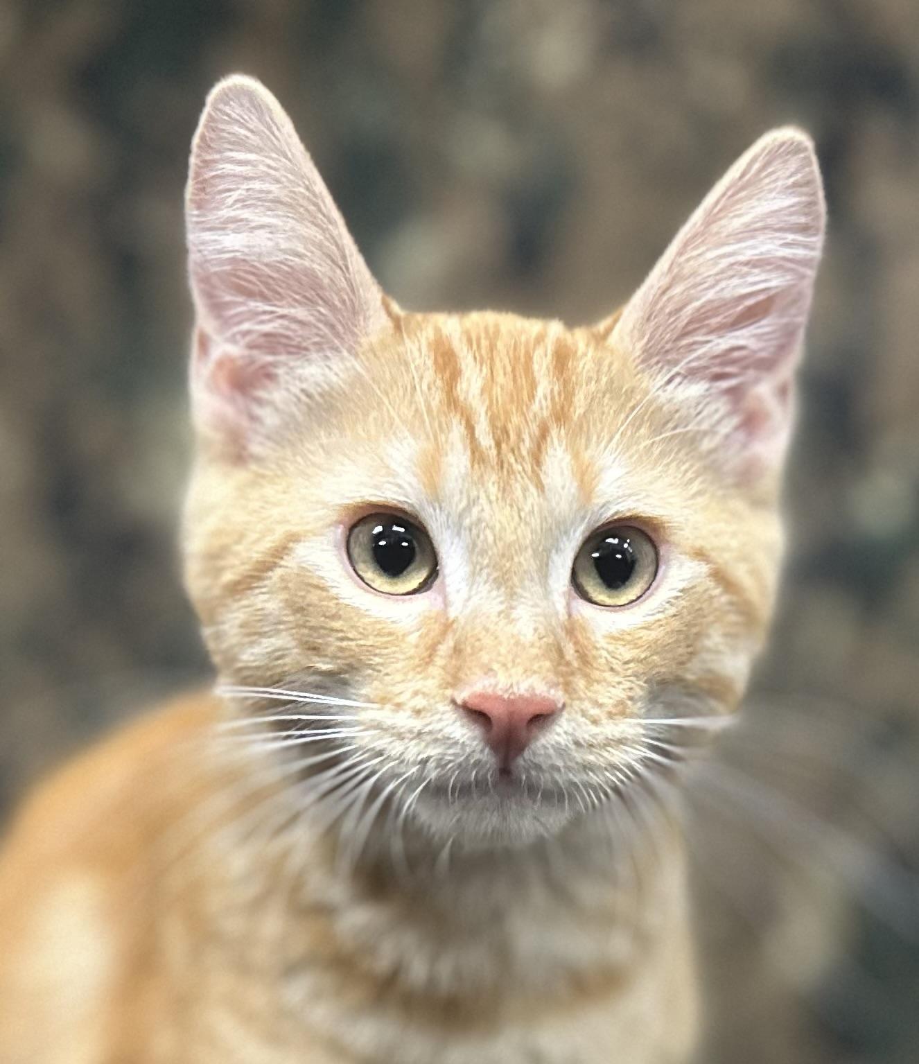 Charisma, a Adoptable Domestic Medium Hair in Riverside, CA image 2/4