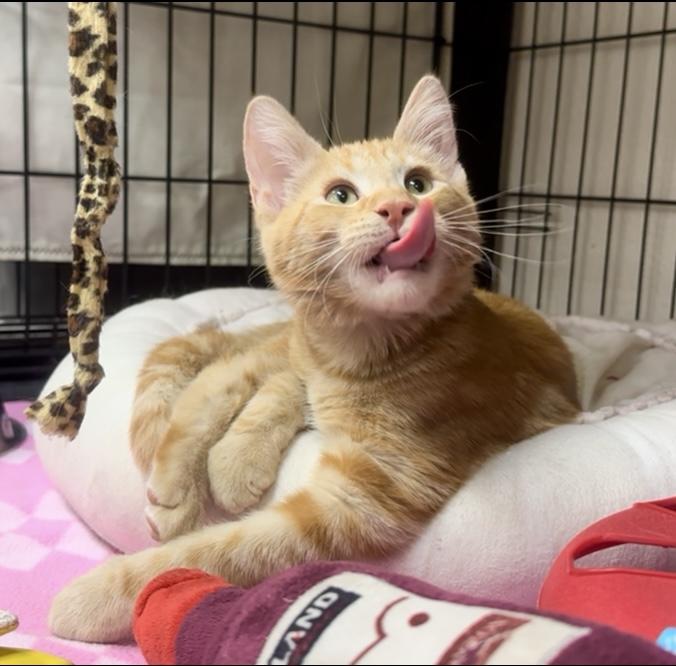 Charisma, a Adoptable Domestic Medium Hair in Riverside, CA image 1/4