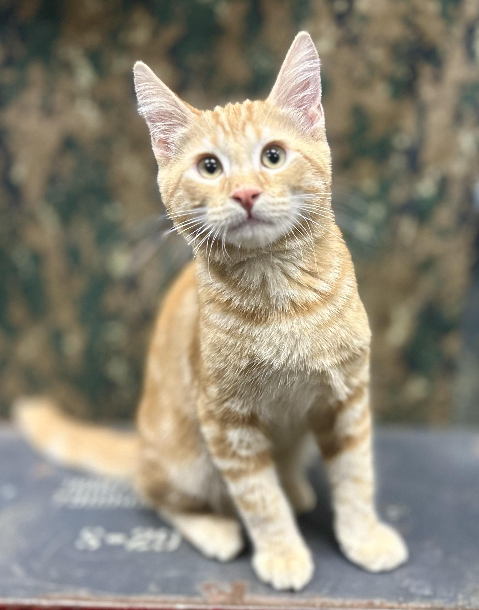 Charisma, a Adoptable Domestic Medium Hair in Riverside, CA image 3/4