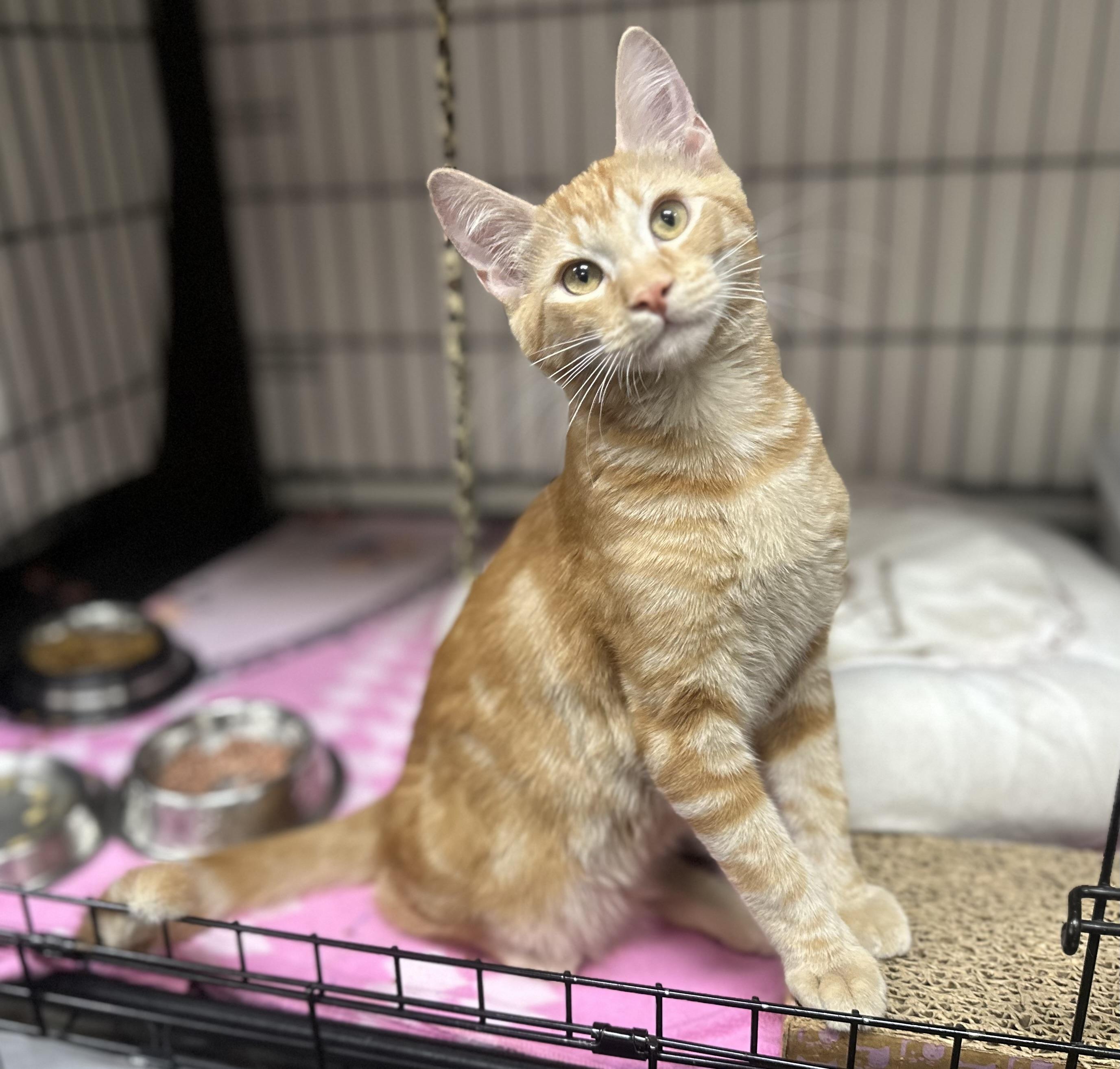 Charisma, a Adoptable Domestic Medium Hair in Riverside, CA image 4/4