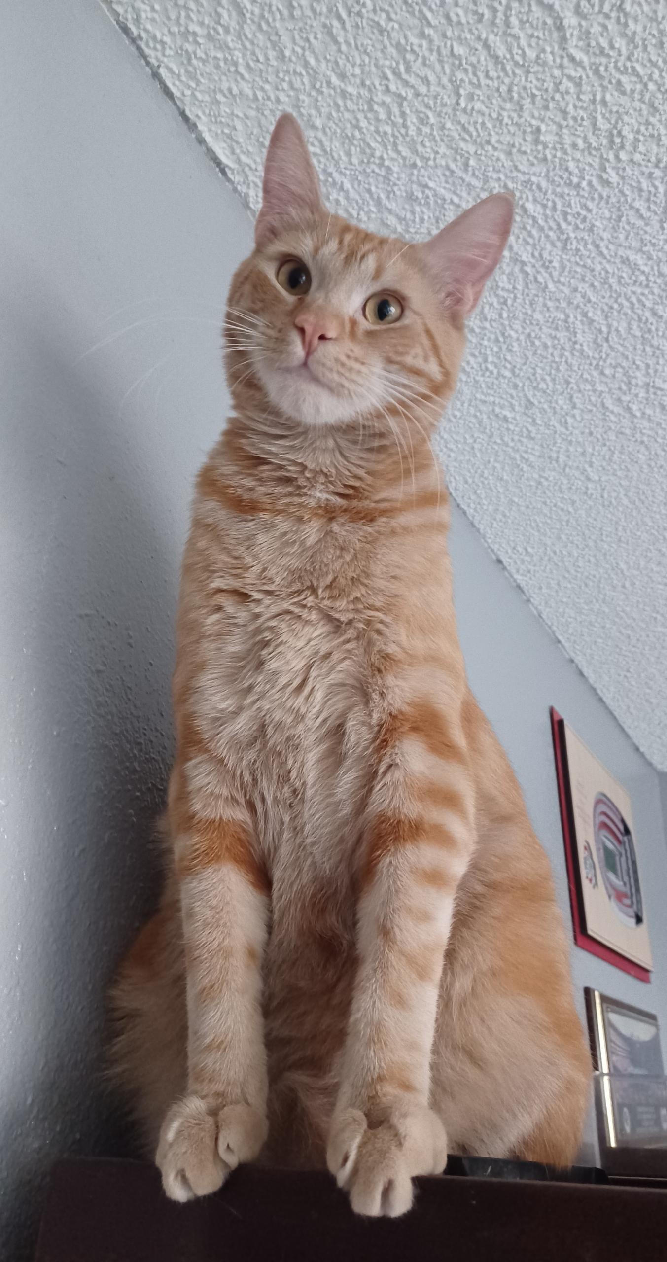 Enlarge Charisma, a Adoptable Domestic Medium Hair in Riverside, CA image 1/4