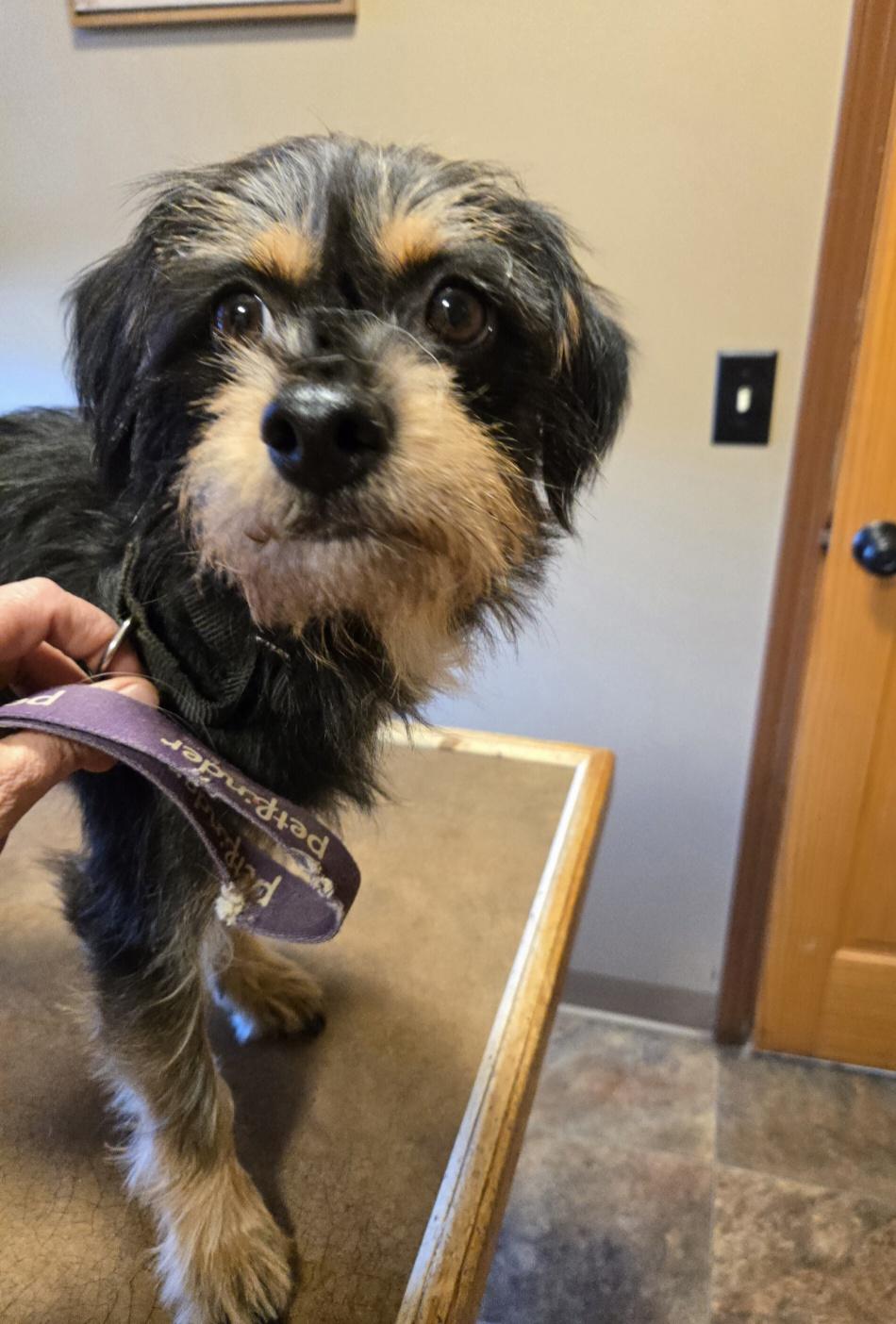 Enlarge Bentley Ray, a Adoptable mixed breed in Friendship, NY image 6/6