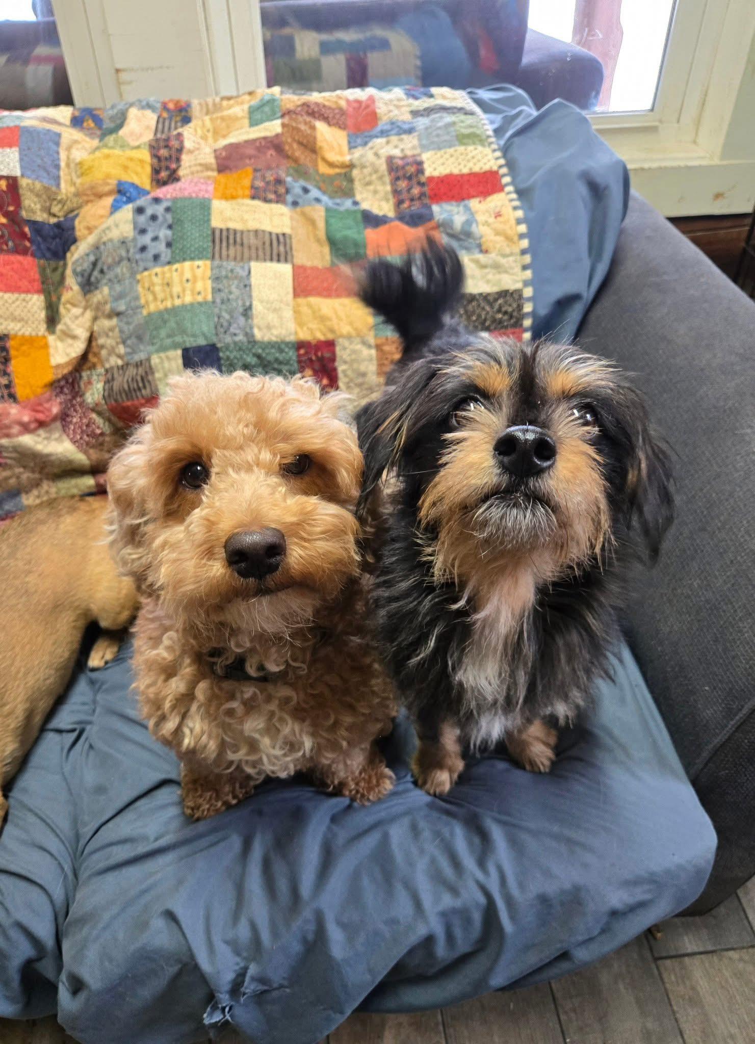 Enlarge Bentley Ray, a Adoptable mixed breed in Friendship, NY image 5/6