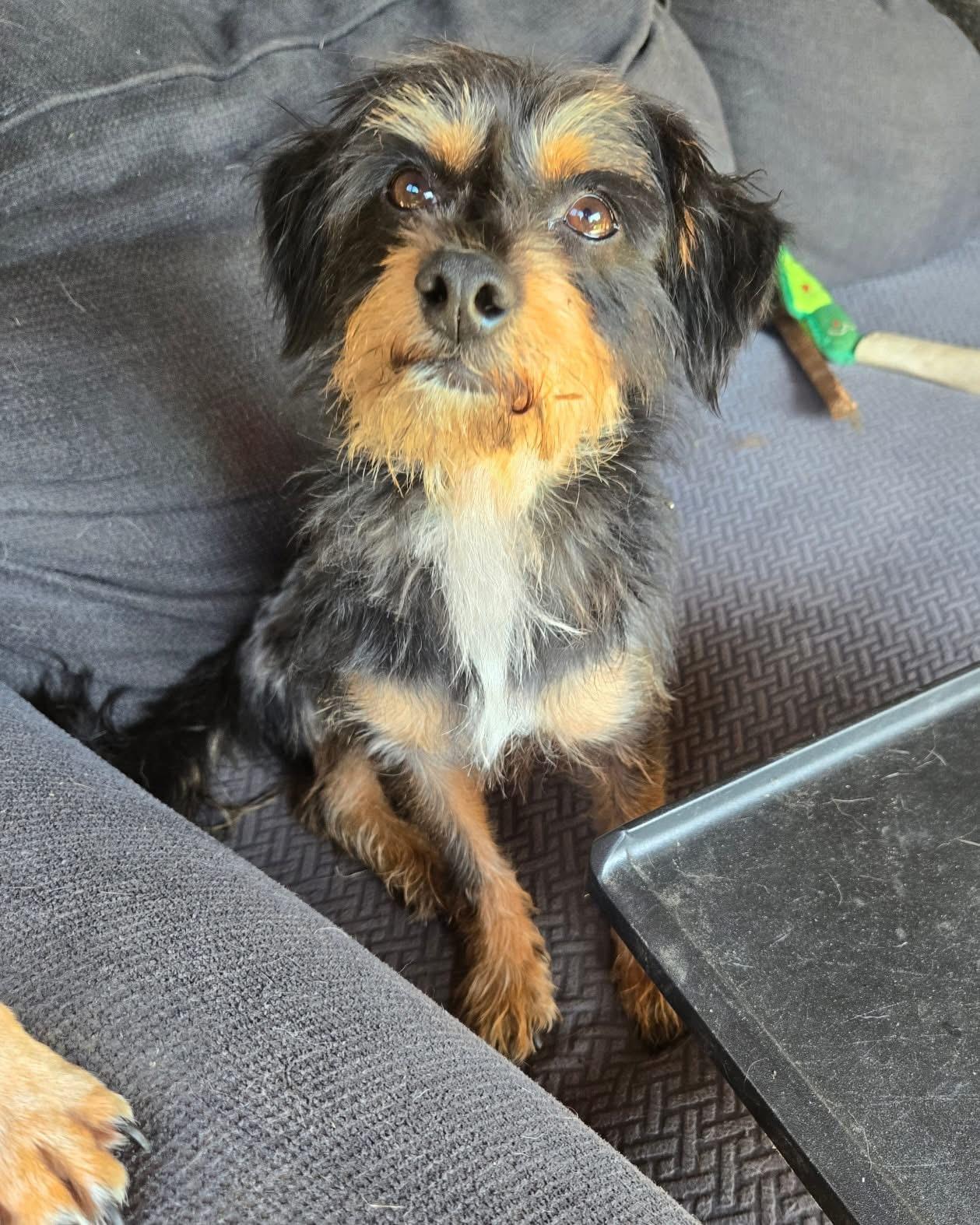 Enlarge Bentley Ray, a Adoptable mixed breed in Friendship, NY image 1/6