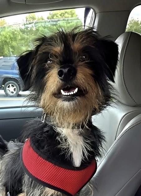 Enlarge Bentley Ray, a Adoptable mixed breed in Friendship, NY image 3/6