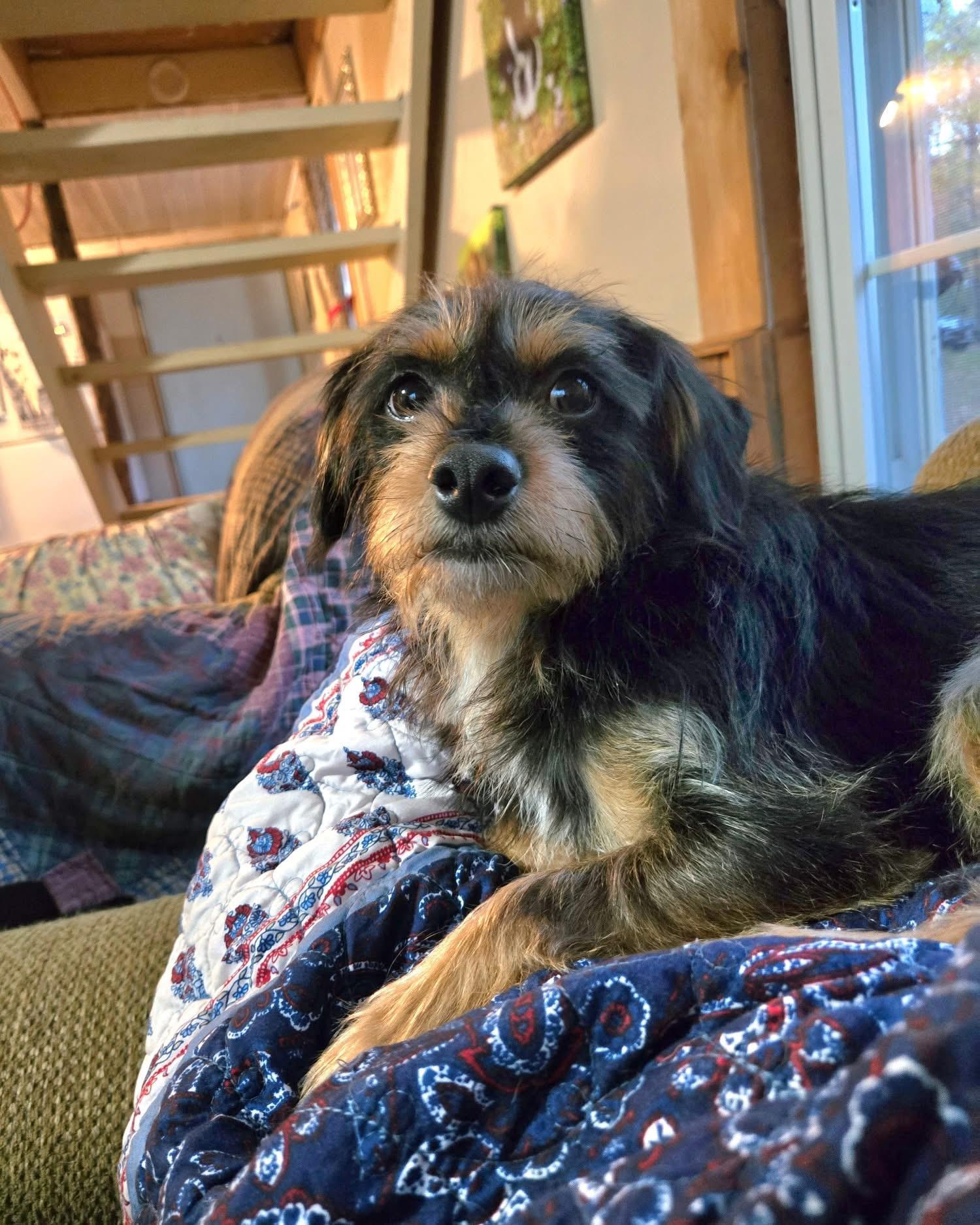 Enlarge Bentley Ray, a Adoptable mixed breed in Friendship, NY image 2/6