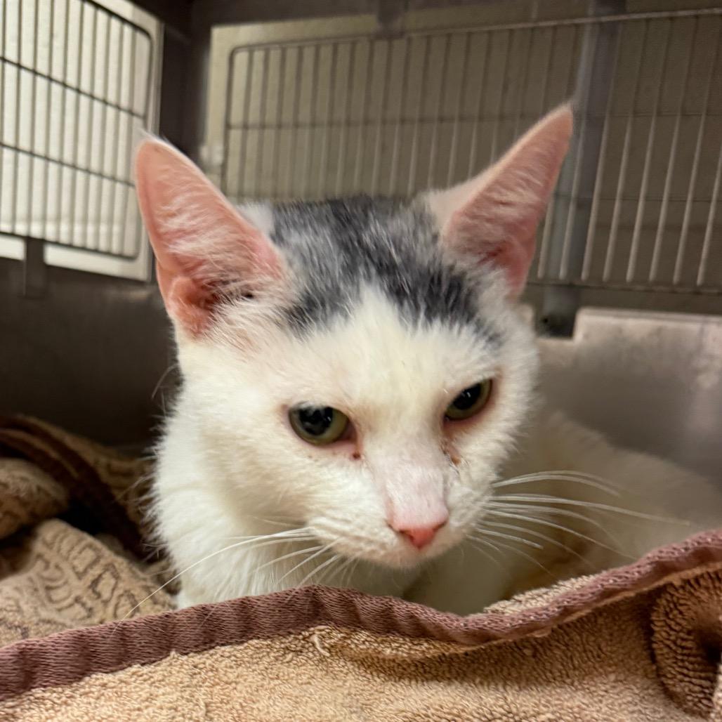 Enlarge Pretty Girl-I'm in a foster home! Call to meet with me!, a Adoptable Domestic Short Hair in Bristol, IN image 1/3