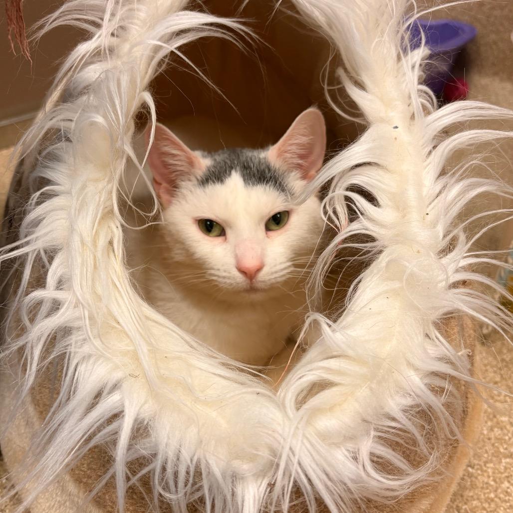 Enlarge Pretty Girl-I'm in a foster home! Call to meet with me!, a Adoptable Domestic Short Hair in Bristol, IN image 2/3