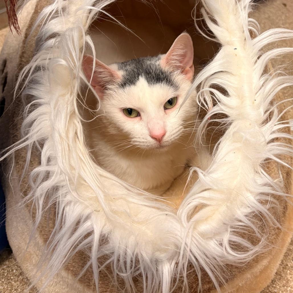 Enlarge Pretty Girl-I'm in a foster home! Call to meet with me!, a Adoptable Domestic Short Hair in Bristol, IN image 3/3