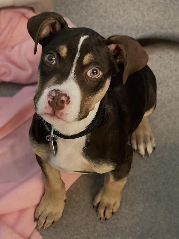 Graham, Adoptable, Puppy Male Pit Bull Terrier.