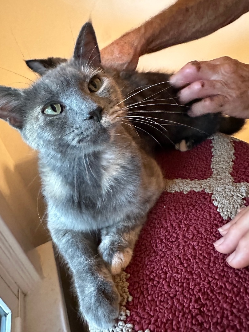 Norma, Adopted, Young Female Dilute Tortoiseshell.