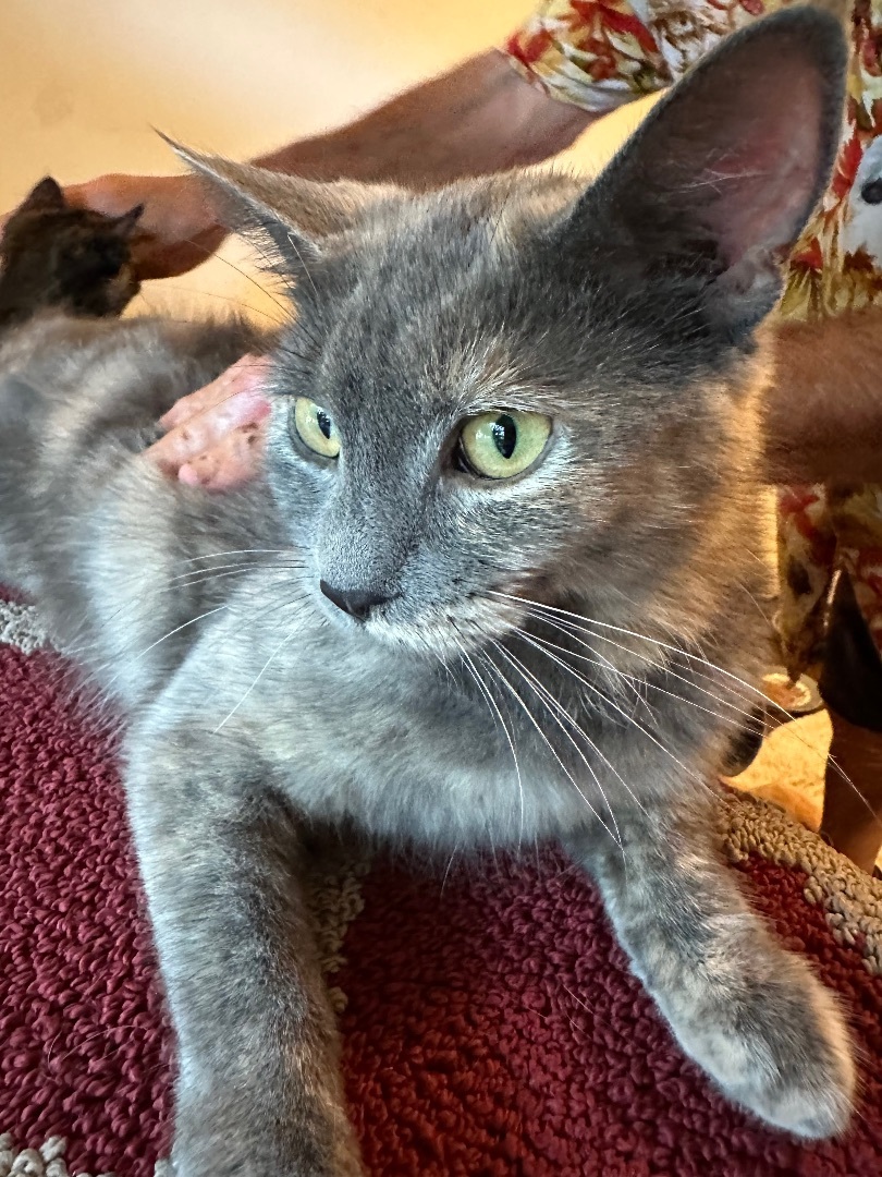 Enlarge Norma, a Adopted Dilute Tortoiseshell in Sea Isle City, NJ image 2/3