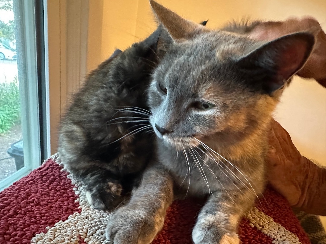 Enlarge Norma, a Adopted Dilute Tortoiseshell in Sea Isle City, NJ image 3/3