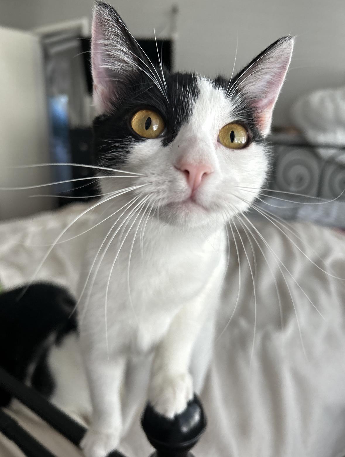 Chiclet, Adoptable, Young Female Domestic Short Hair.