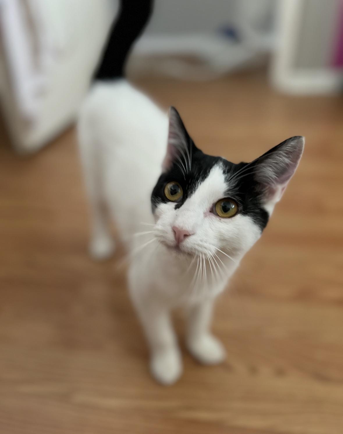 Chiclet, a Adoptable Domestic Short Hair in Huntington Beach, CA image 2/6